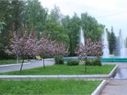 Сквер Соловкова в цвету